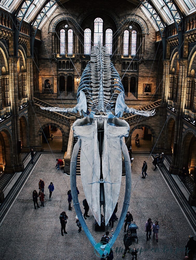 ballena-azul-museo-londres