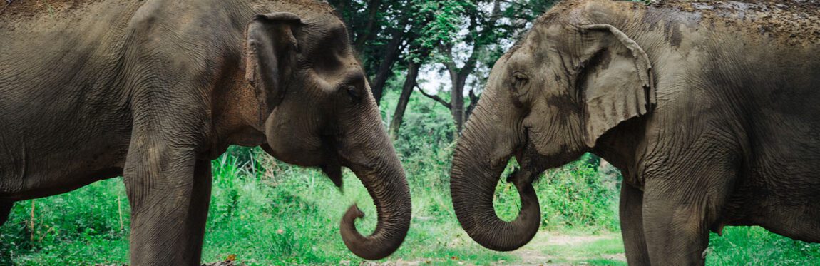 donde ver elefantes en tailandia responsable somboon legacy foundation