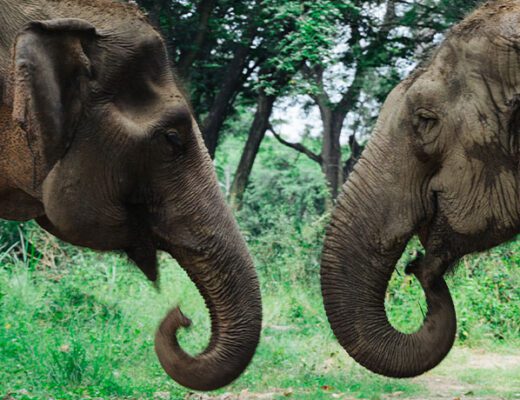 donde ver elefantes en tailandia responsable somboon legacy foundation