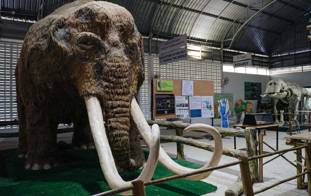 museo elefante somboon legacy